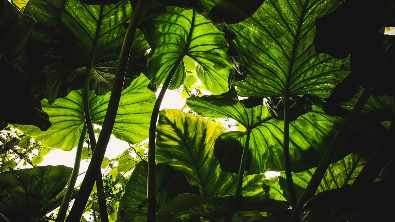 green plants