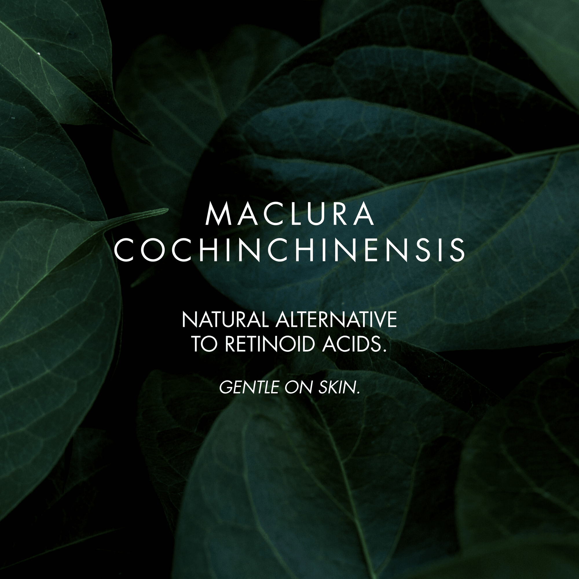 Text about Maclura cochinchinensis surrounded by dark green leaves