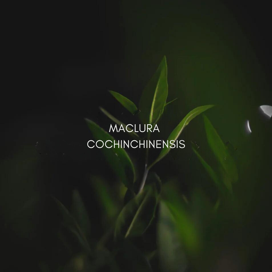 Close-up of Maclura Cochinchinensis leaves, highlighting its role in skincare for antioxidant benefits in Bella Aura products.
