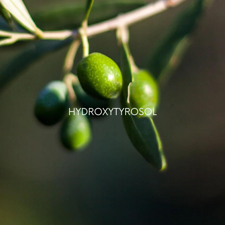  Close-up of green olives on a branch, showcasing Hydroxytyrosol as a skincare
ingredient in Bella Aura products