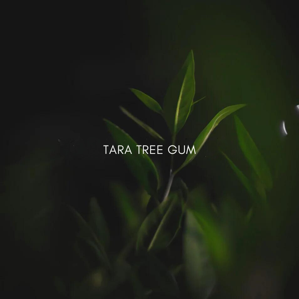 Vibrant green leaves of the Tara tree, symbolizing Tara Tree Gum, a natural thickening
agent used in Bella Aura products.