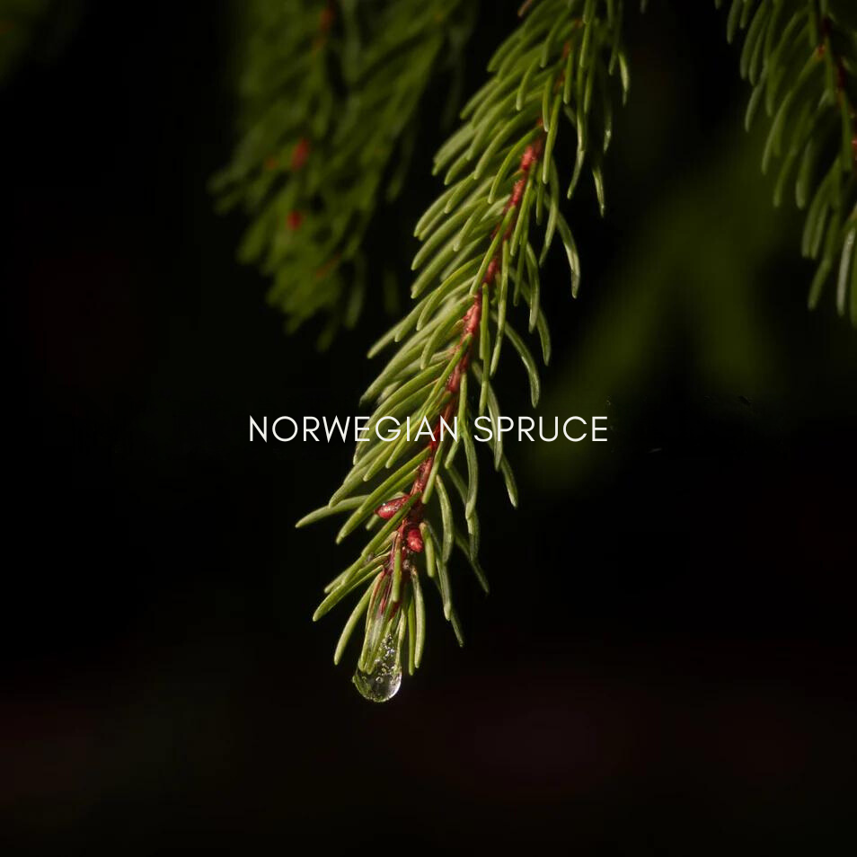 Close-up of a Norwegian spruce branch with a water droplet, illustrating its use in Bella
Aura skincare formulations.