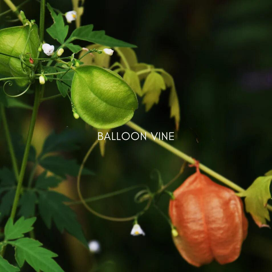 Balloon vine plant with vibrant green and orange seed pods, showcasing its calming properties in skincare.