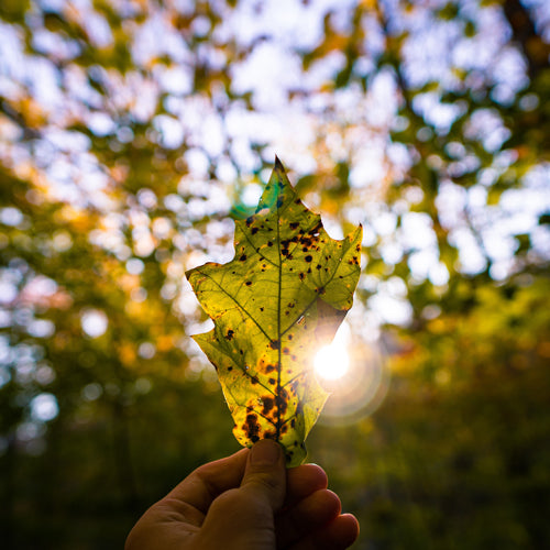green leaf on a trees background